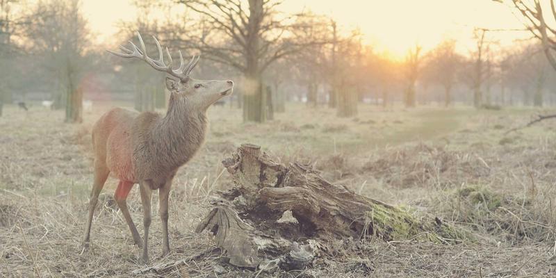 SDN如何重塑数据中心网络？结合Linux与编程的实战解析