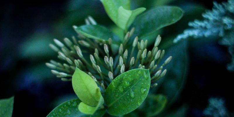 从NFV到CNF：揭秘容器化网络转型的Linux实战与前端监控挑战