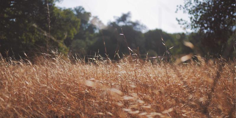 掌握未来网络核心：从P4语言到可编程交换芯片的实战入门指南